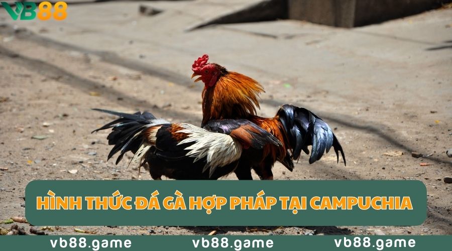 Đá Gà Campuchia Là Gì? Nên Xem Đá Gà Online Ở Đâu? 2 da-ga-campuchia-hop-phap