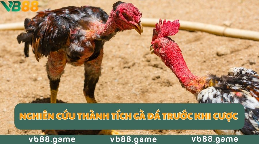 Đá Gà Campuchia Là Gì? Nên Xem Đá Gà Online Ở Đâu? 4 da-ga-campuchia-nghien-cuu-thanh-tich