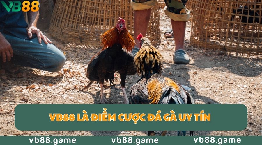 Đá Gà Campuchia Là Gì? Nên Xem Đá Gà Online Ở Đâu? 3 da-ga-campuchia-uy-tin